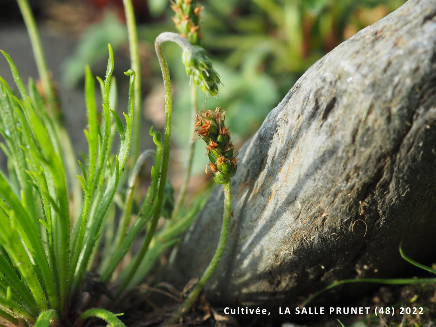 Plantain, Bucks-horn fruit